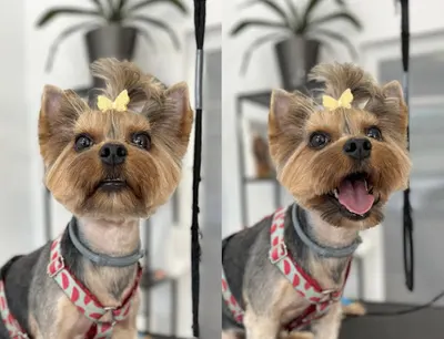 DogoSpa Psi Fryzjer (Groomer Gdynia)